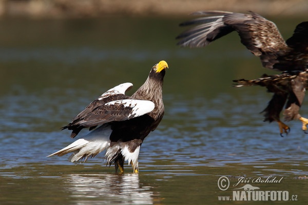 Riesenseeadler