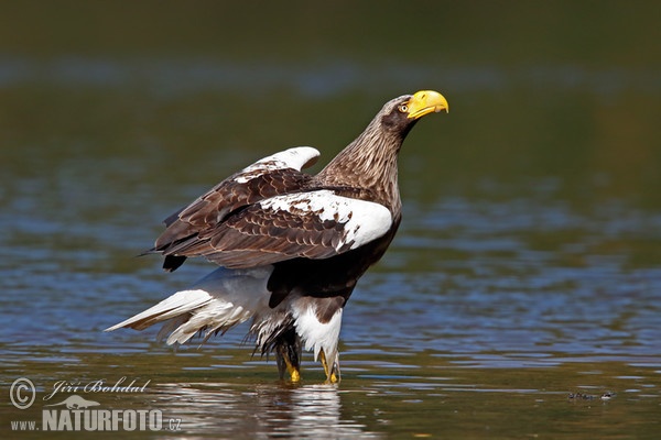 Riesenseeadler