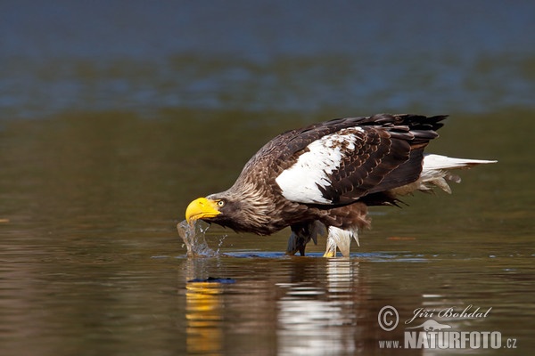 Riesenseeadler