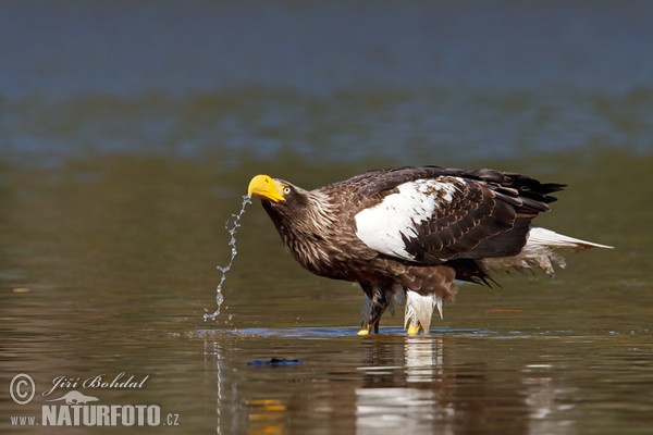 Riesenseeadler