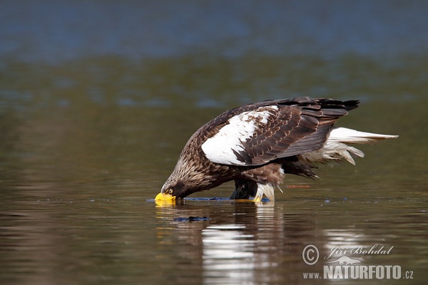 Riesenseeadler