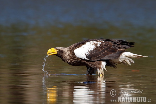 Riesenseeadler