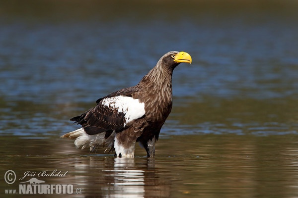 Riesenseeadler