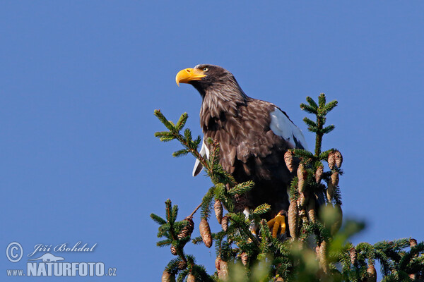 Riesenseeadler