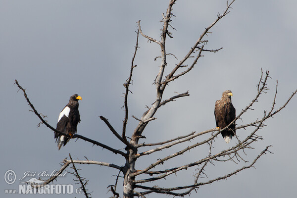 Riesenseeadler