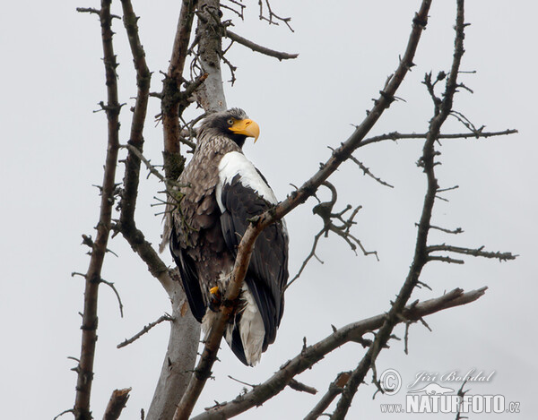 Riesenseeadler