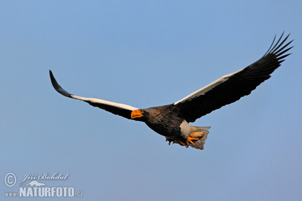 Riesenseeadler