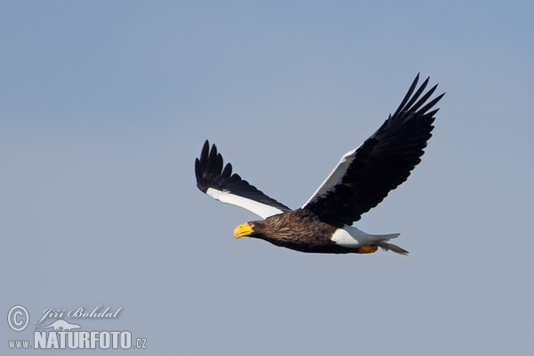 Riesenseeadler