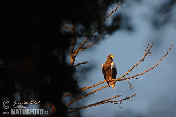 Riesenseeadler