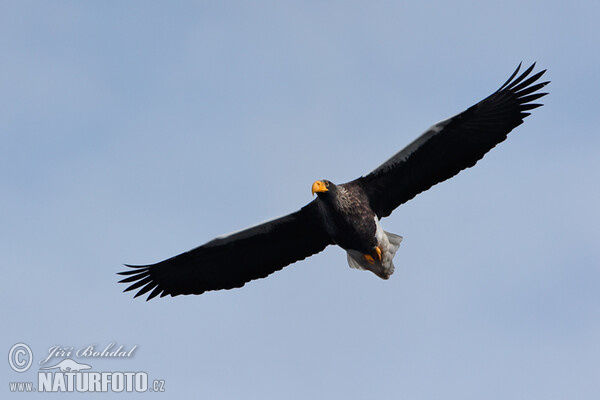 Riesenseeadler