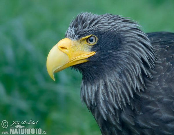 Riesenseeadler