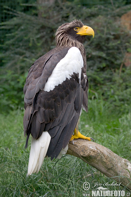 Riesenseeadler