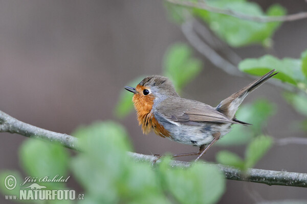 Robin (Erithacus rubecula)