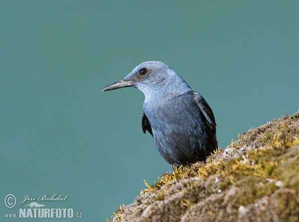 Roquero solitario