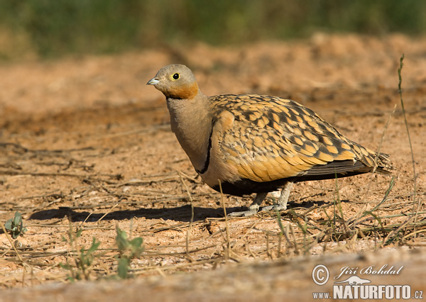 Sandflughuhn