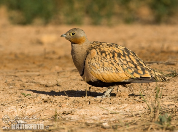 Sandflughuhn