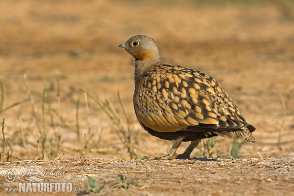 Sandflughuhn