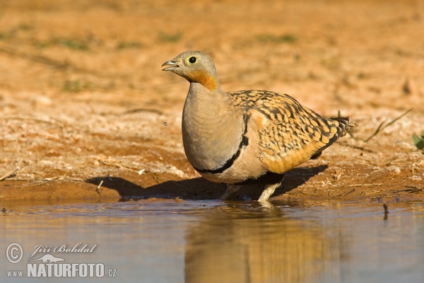 Sandflughuhn