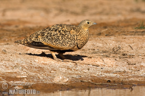 Sandflughuhn