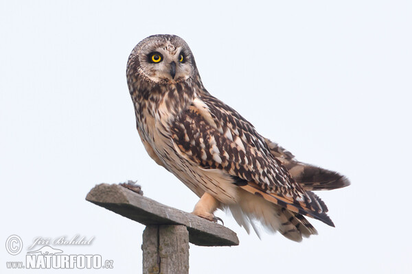 Short-eared Owl (Asio flammeus)