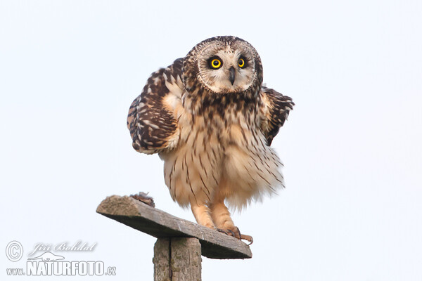 Short-eared Owl (Asio flammeus)