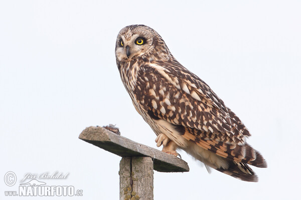 Short-eared Owl (Asio flammeus)