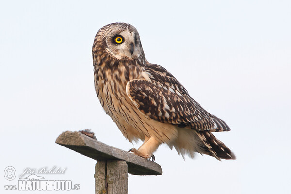 Short-eared Owl (Asio flammeus)