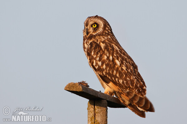 Short-eared Owl (Asio flammeus)