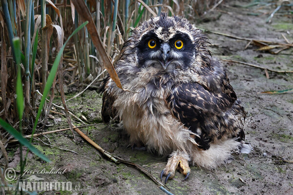 Short-eared Owl (Asio flammeus)