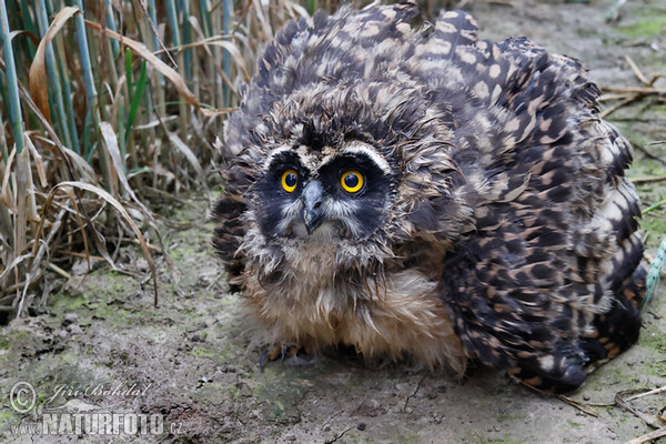 Short-eared Owl (Asio flammeus)