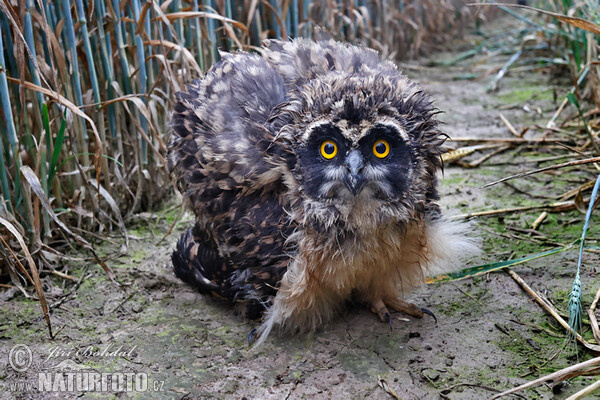 Short-eared Owl (Asio flammeus)