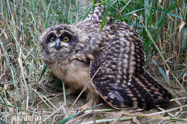 Short-eared Owl (Asio flammeus)