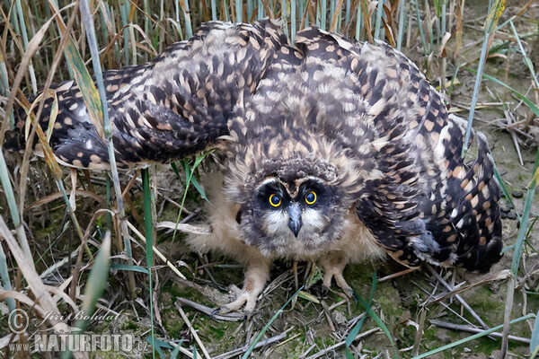 Short-eared Owl (Asio flammeus)