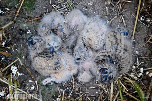 Short-eared Owl (Asio flammeus)