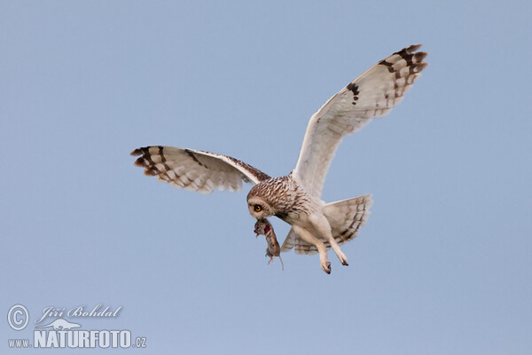 Short-eared Owl (Asio flammeus)