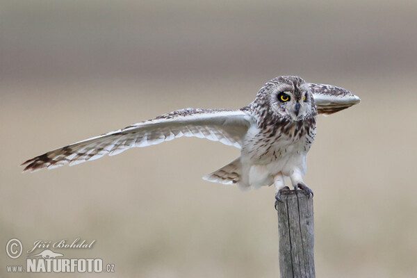 Short-eared Owl (Asio flammeus)