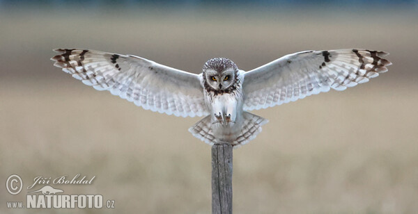 Short-eared Owl (Asio flammeus)