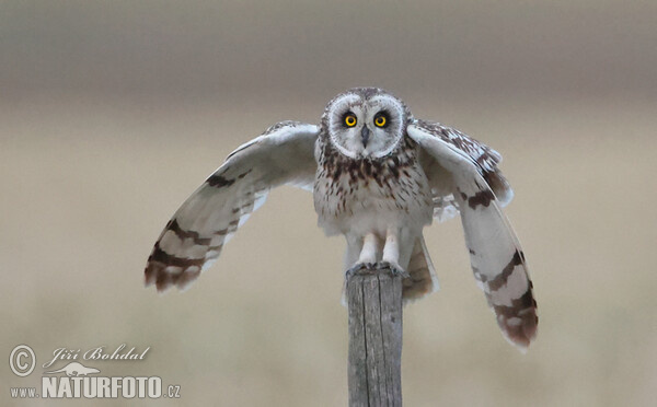 Short-eared Owl (Asio flammeus)