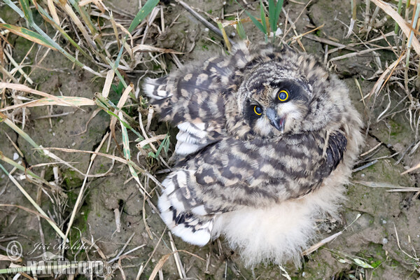 Short-eared Owl (Asio flammeus)