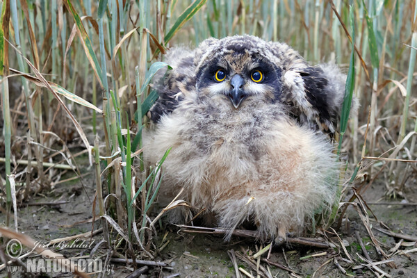 Short-eared Owl (Asio flammeus)