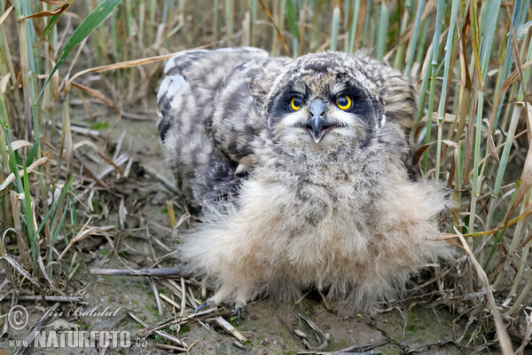 Short-eared Owl (Asio flammeus)