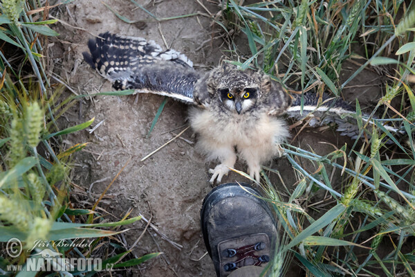 Short-eared Owl (Asio flammeus)