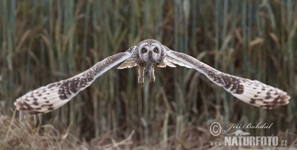 Short-eared Owl (Asio flammeus)