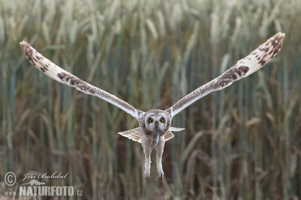 Short-eared Owl (Asio flammeus)