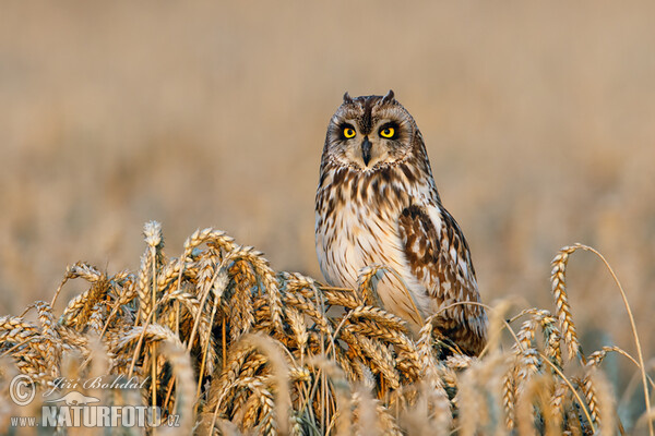 Short-eared Owl (Asio flammeus)