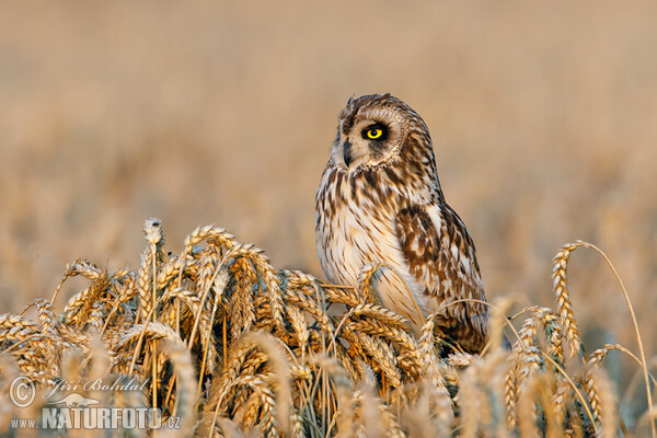 Short-eared Owl (Asio flammeus)