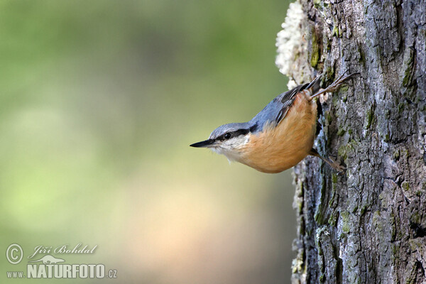 Sitta europaea