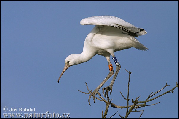 Skedstork