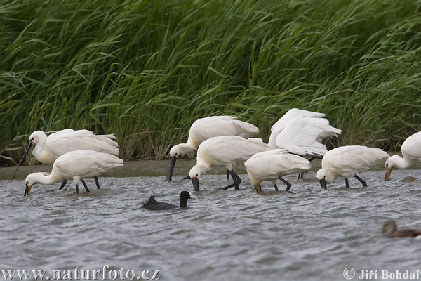 Skedstork