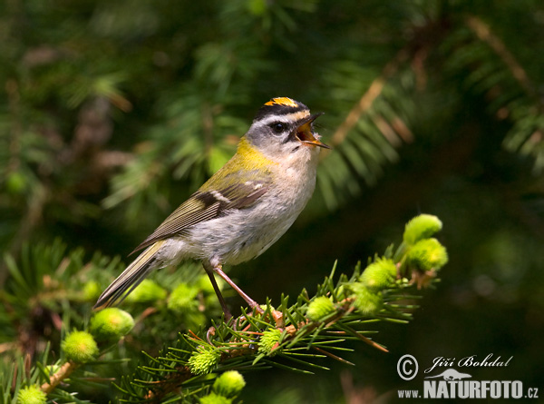 Sommergoldhähnchen